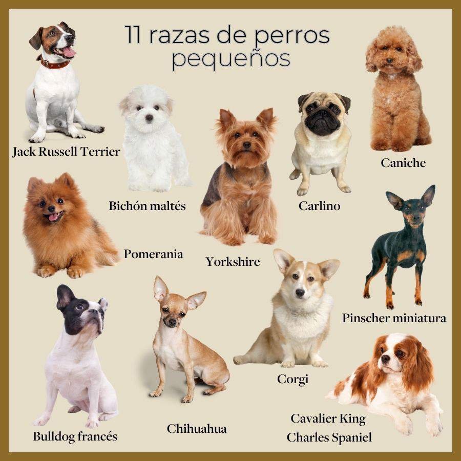 The Ultimate Guide To Raza De Perros Pequeños