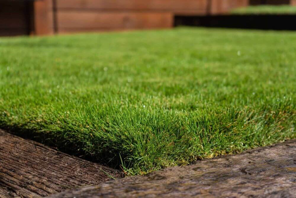 Ultimate Guide To Zeon Zoysia: Benefits And Care Tips